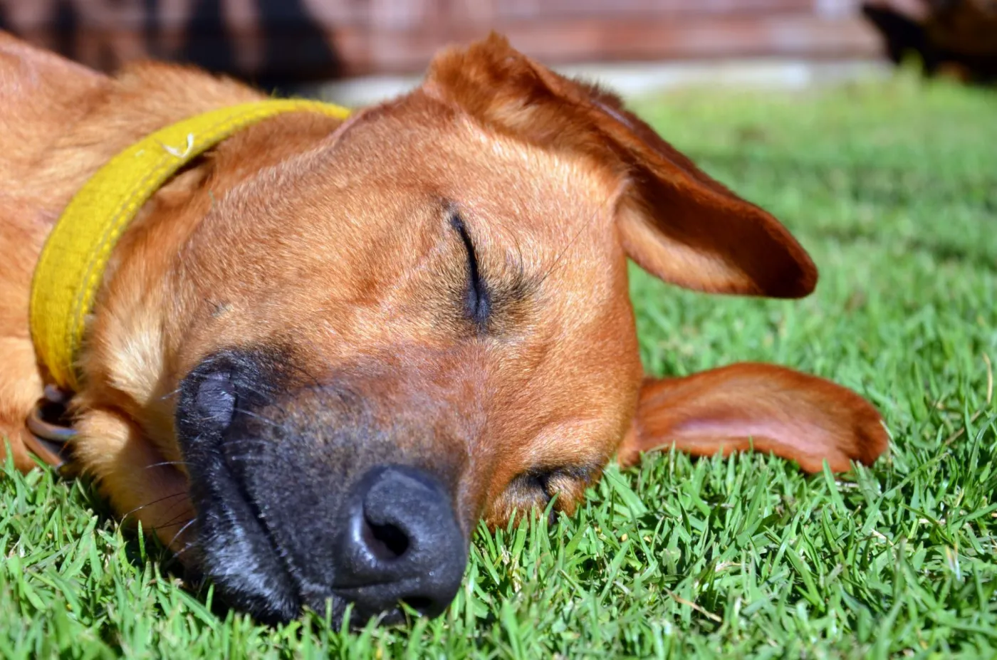 dog laying in the grass