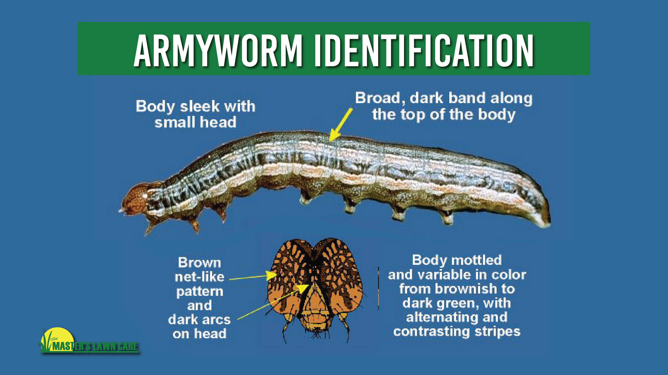 north-florida-lawn-pest-of-the-month-armyworms-the-masters-lawn-care