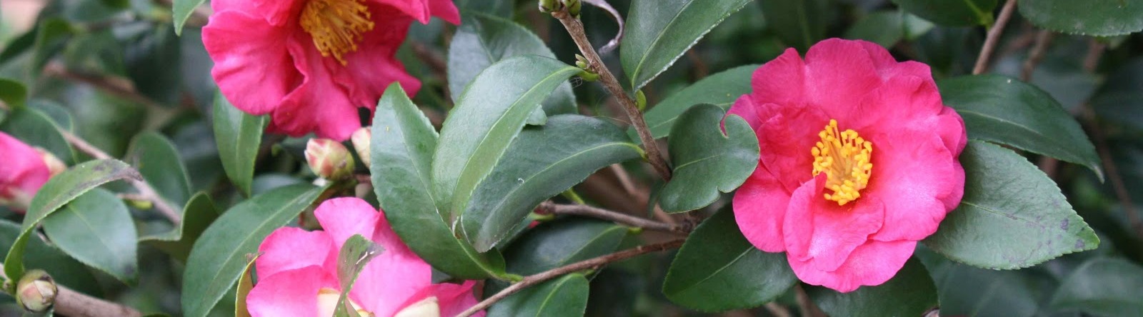 January's Gainesville Landscape Plant: Sasanqua Camellia | The Masters Lawn  Care