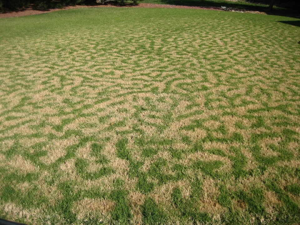 Frost Damage Lawn/Leopard Print