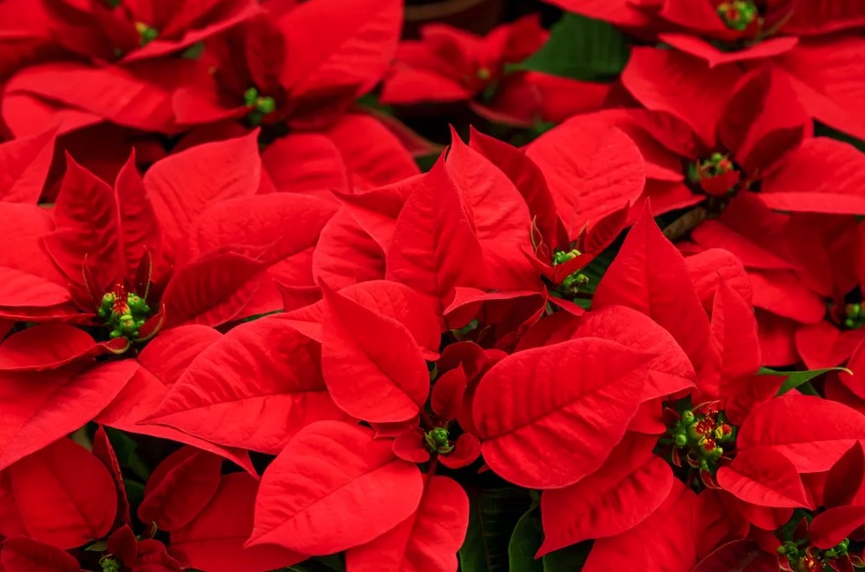 Gainesville Landscape Flower of the Month: Poinsettias | The Masters ...