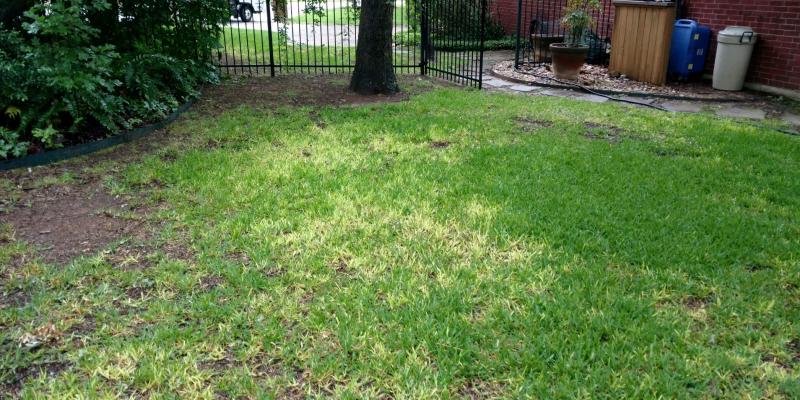 Quick Tip What Is Take All Root Rot In My Gainesville Lawn The Masters Lawn Care