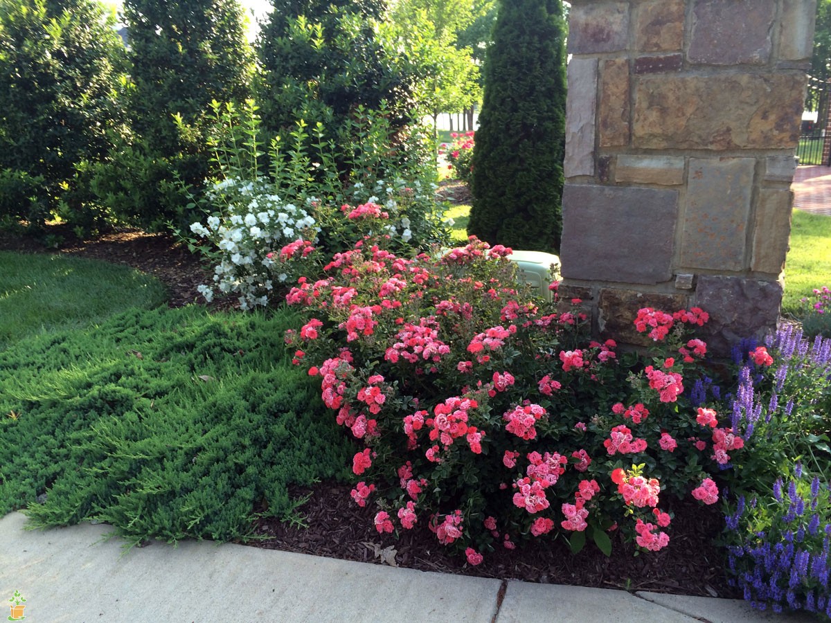 Landscaping at HOA Entrance in Gainesville, florida The Masters Lawn Care