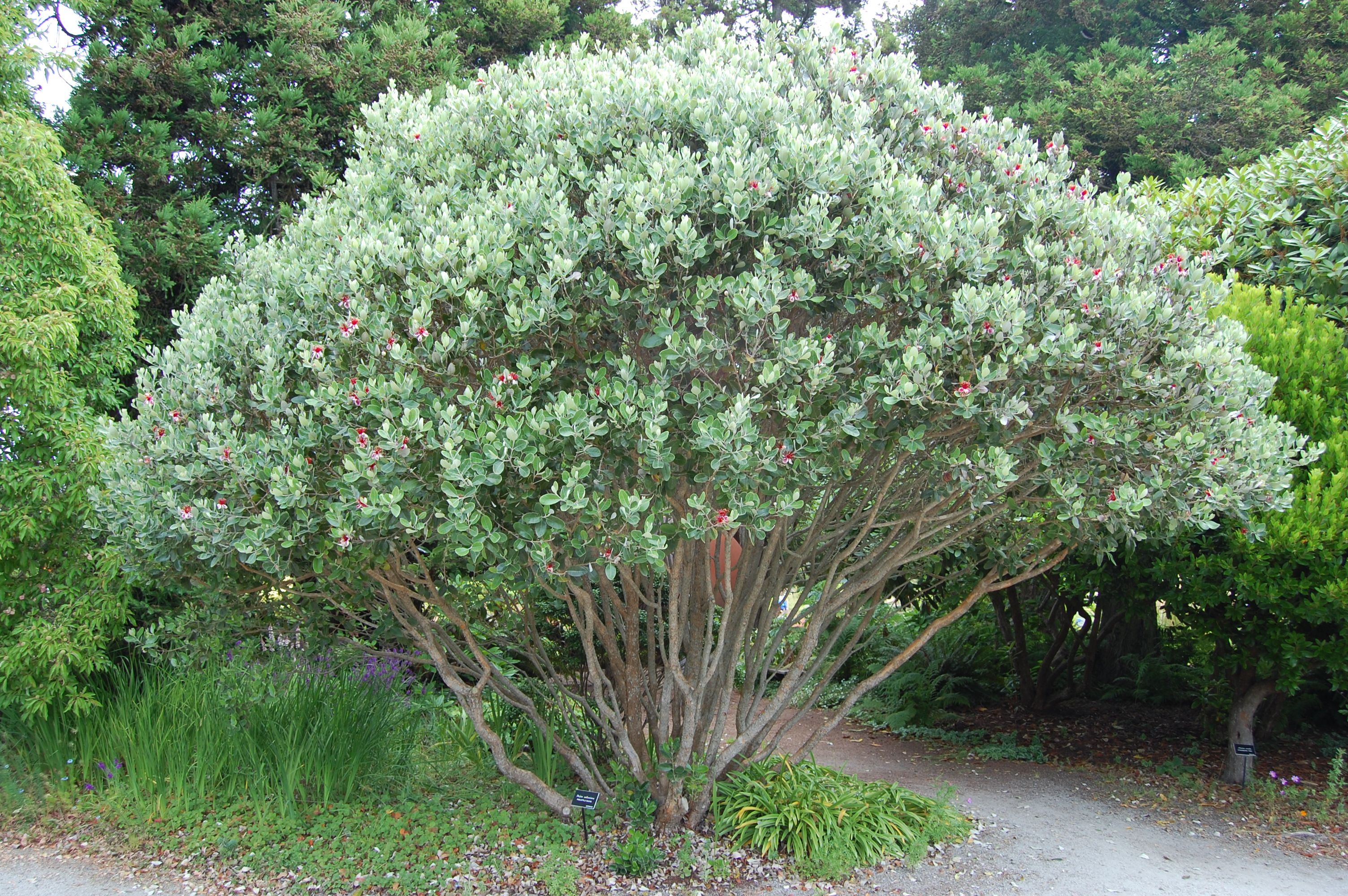 Landscape Plant of the Month: Pineapple Guava | The Masters Lawn Care