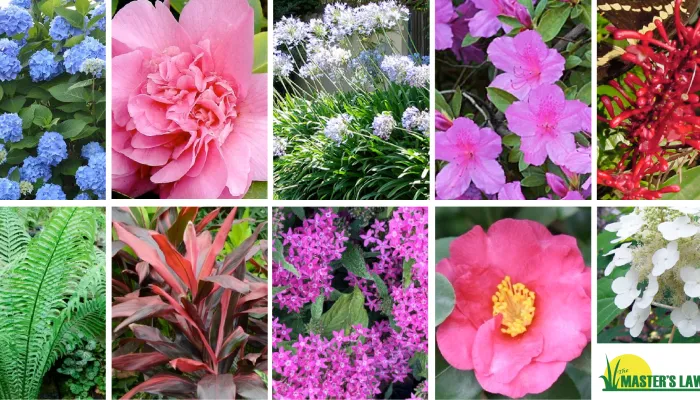 10 Plants for Shaded Landscapes