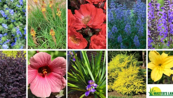 10 Plants for Sunny Landscapes