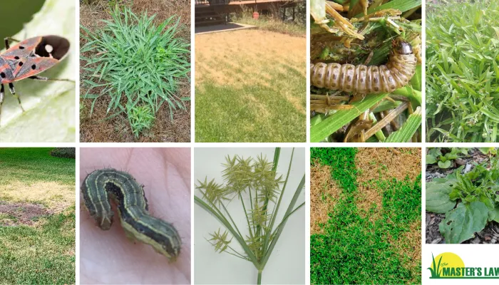 Pests and Weeds that Effect Lawns