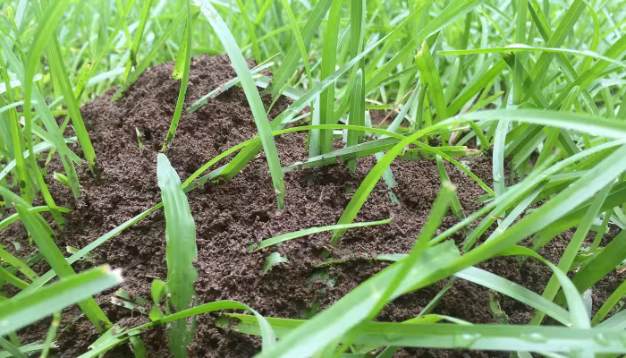 fire ant mound