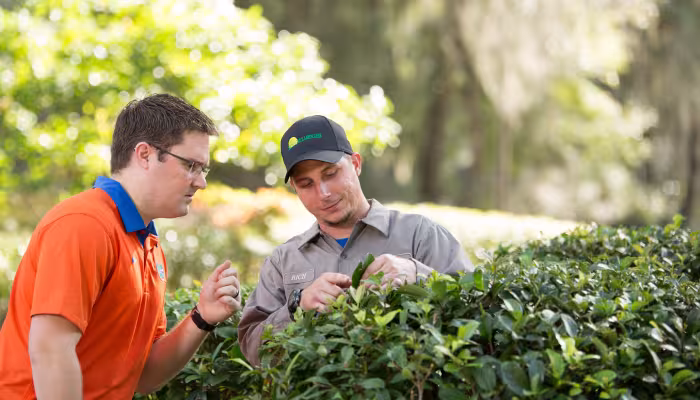 lawn maintenance technicians inspecting shrub