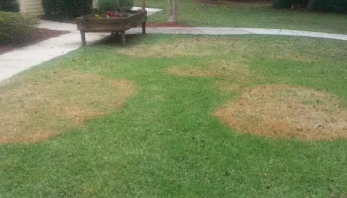 brown patch fungus in lawn