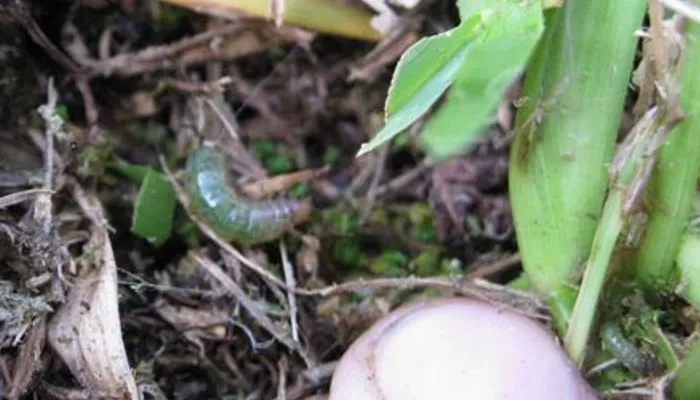 caterpillar in turf grass