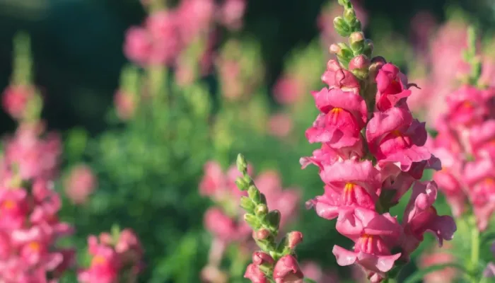 pink flowering plant