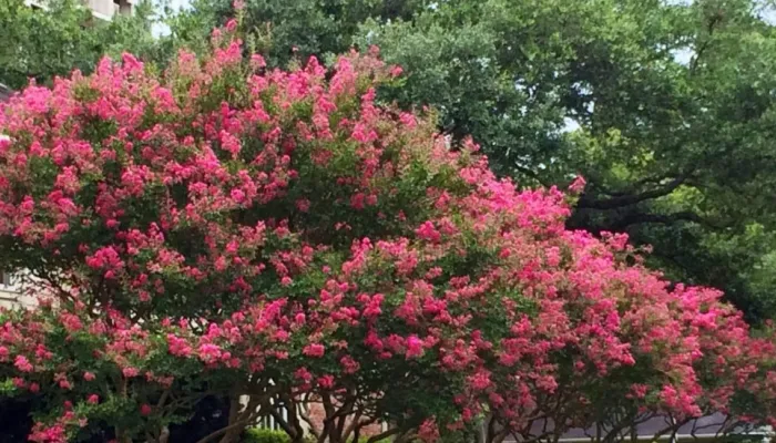 red crape myrtle in bloom