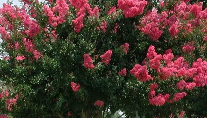 Crape myrtle tree