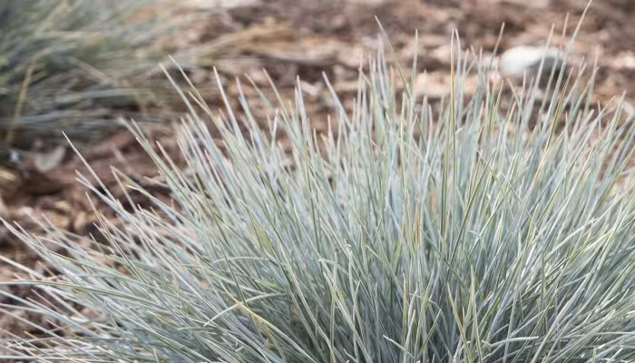 Elijah Blue Ornamental Grass