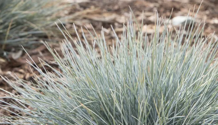 Elijah Blue Ornamental Grass