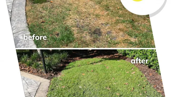 From Dying to Lush and Green lawn before and after