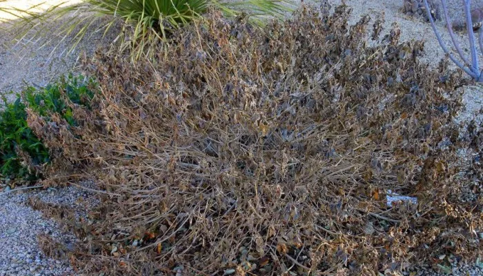 frost damaged lantana