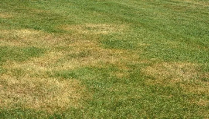 patchy colored turf with lawn disease