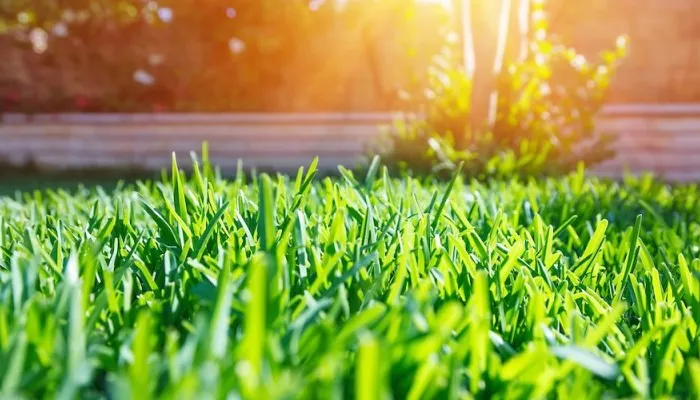 sunset reflection on grass