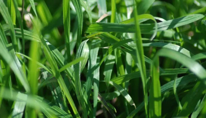 st.augustine grass