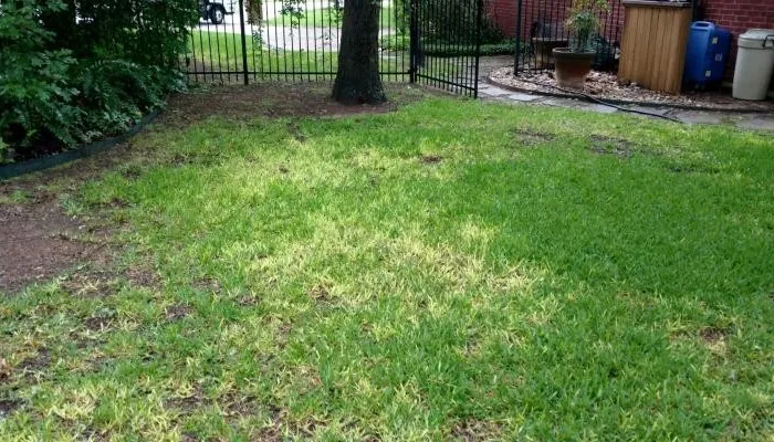 Take-All Root Rot in lawn