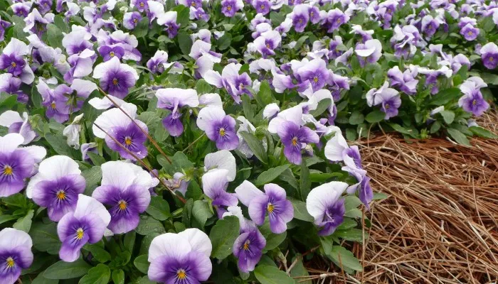 viola flowers