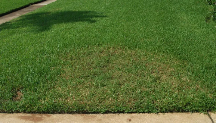 webworm damaged turf grass