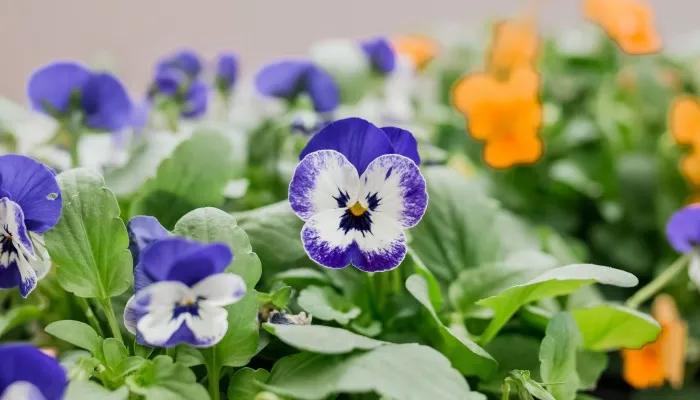 winter violas