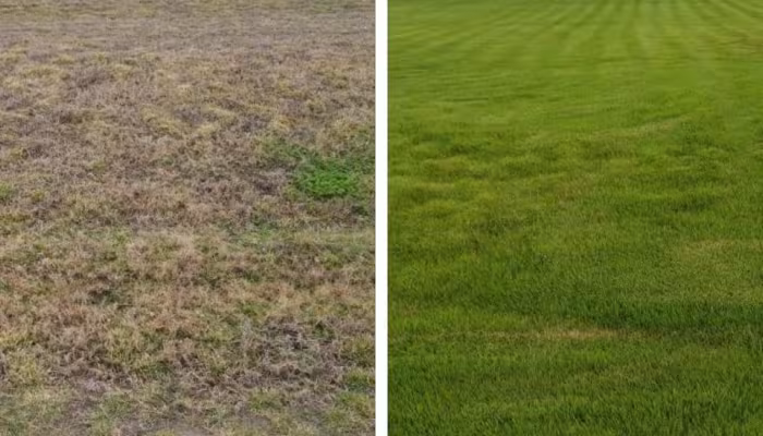  Zoysia Lawn spreads from Plugs to Picture of Perfection