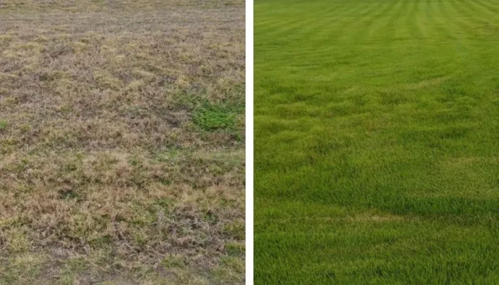  Zoysia Lawn spreads from Plugs to Picture of Perfection