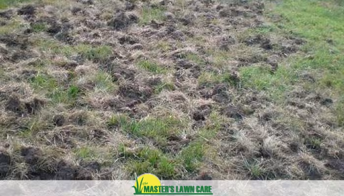wild life damage to landscape