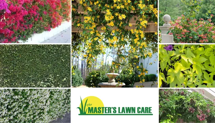 Best Vines to Use in Ponte Vedra Landscaping for Privacy