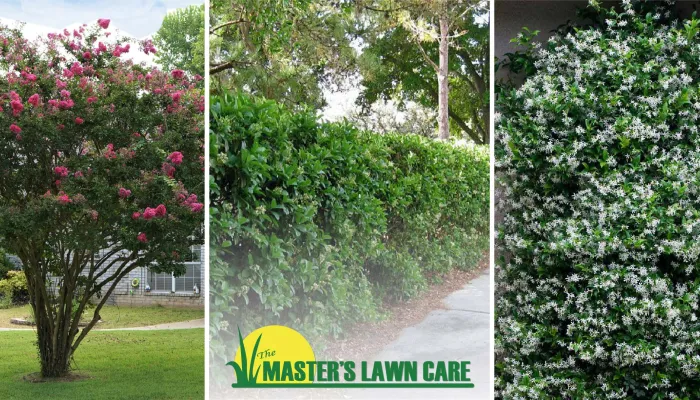 Create Privacy in Your Landscape using Trees, Shrubs and Vines