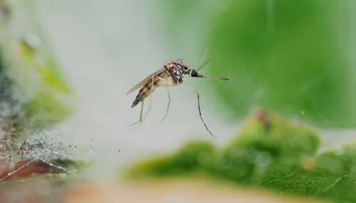 Mosquito Control Services