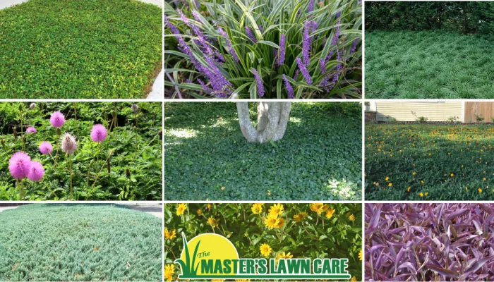 collage of ground cover plants