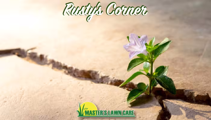 flower growing from crack in sidewalk