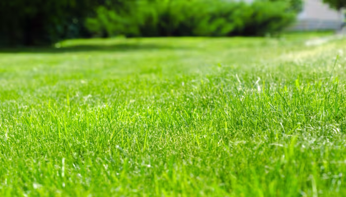 Does Your Alachua, FL Outdoor Area Need Pest Control? Search Lawn Service Near Me for Help