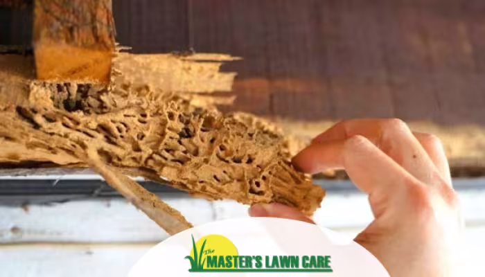 termite damage