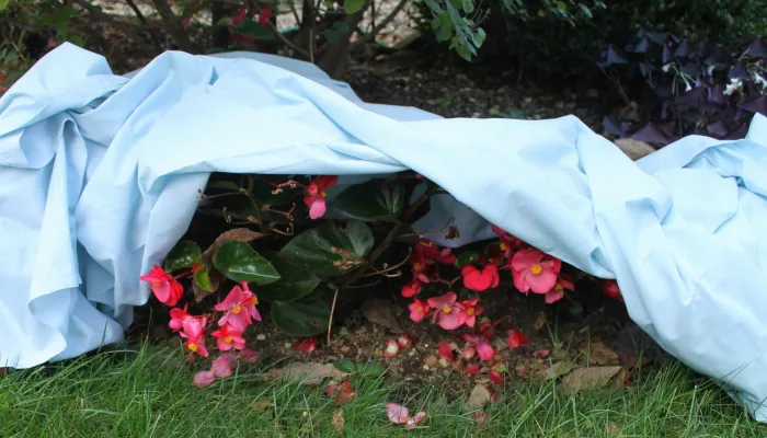 Frost covering for plants