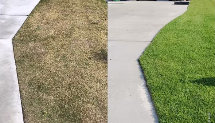 Expert Lawn Care Strategies for Homes in St. Augustine and High Springs, FL
