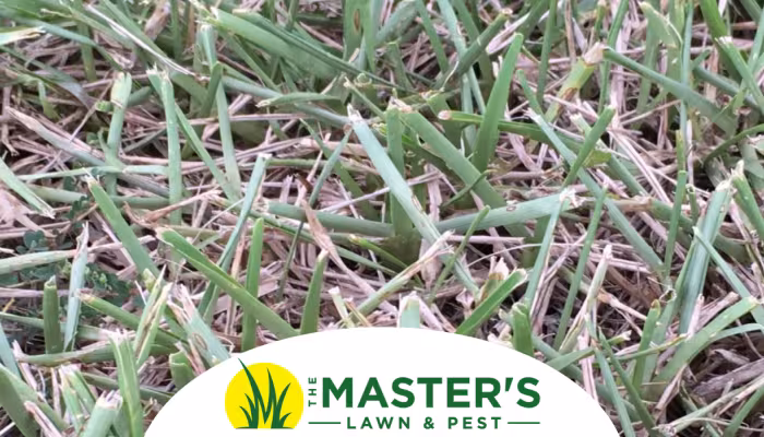 drought stress in lawn