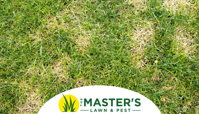 Chinch bugs in Lawn