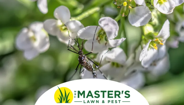 Summer State of Mind: Mosquito Control Hacks for a Bite-Free Backyard