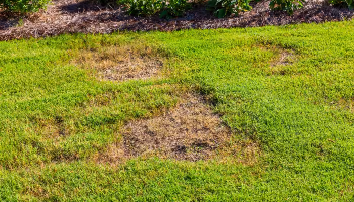 lawn care