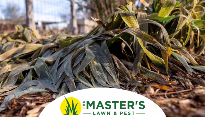 frost damaged plant with the master's lawn and pest logo