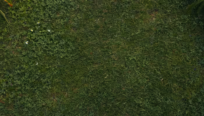 Lawn Pests
