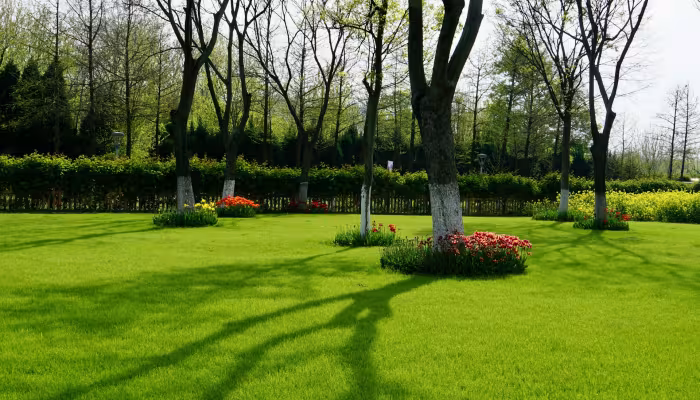 Lawn 