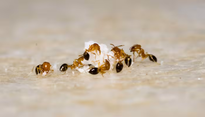 Pest Control