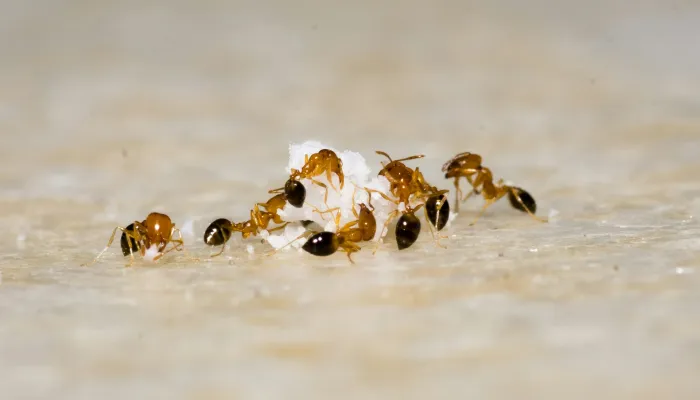 Pest Control